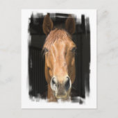栗の馬はがき ポストカード (正面)