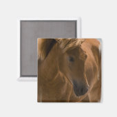 栗の馬デザインスクエアマグネット マグネット (正面/裏面)