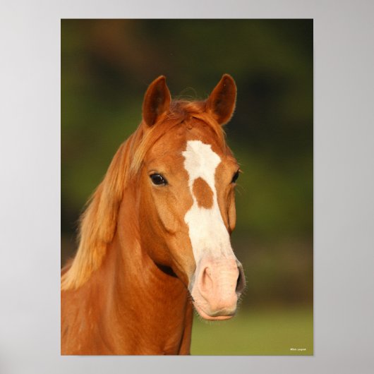 栗オルデンバーグクロスウェルシュヘッドショット ポスター (正面)