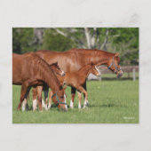 栗クォーターホースマーレスとフォール ポストカード (正面)