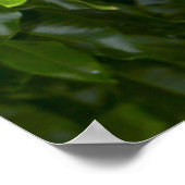 栗ケープのクローズアップ ポスター (角)