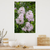 栗ケープのクローズアップ ポスター (キッチン)