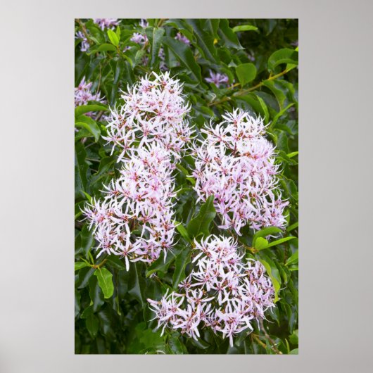 栗ケープのクローズアップ ポスター (正面)