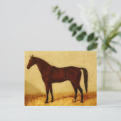 栗毛のアラビア馬 ポストカード (スタンド正面)