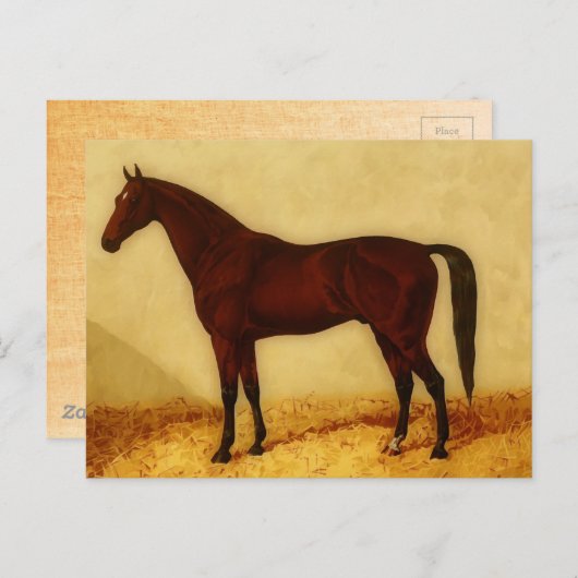 栗毛のアラビア馬 ポストカード (正面/裏面)