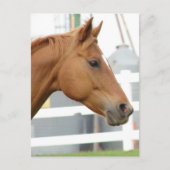 栗毛の若い去勢馬 ポストカード (正面)
