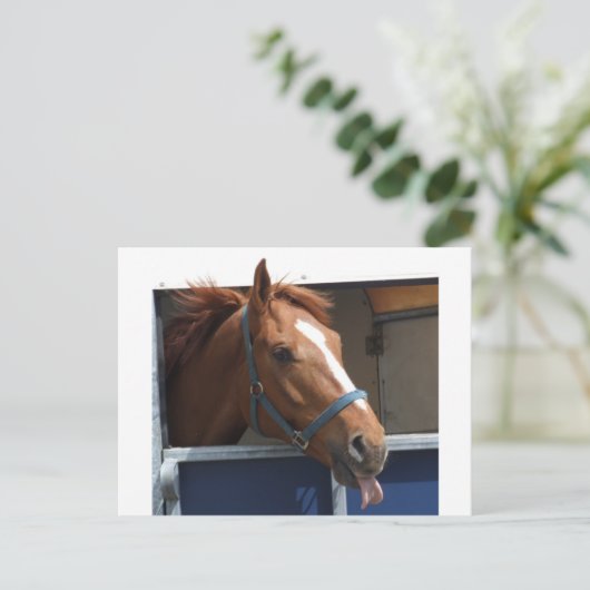 栗毛 ポストカード (スタンド正面)