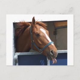 栗毛 ポストカード