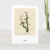 栗色のウグイス、オードボンズ・バード・オブ・アメリカ カード (裏面)