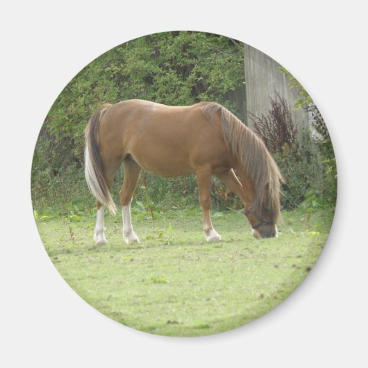 栗茶色の馬の放牧磁石 マグネット (正面)