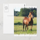 栗馬立てはがき ポストカード (正面/裏面)