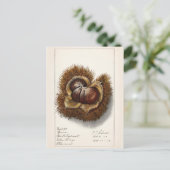 栗（カスタネア）フルーツウォーター絵画の色 ポストカード (スタンド正面)