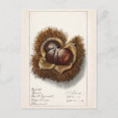 栗（カスタネア）フルーツウォーター絵画の色 ポストカード (正面)