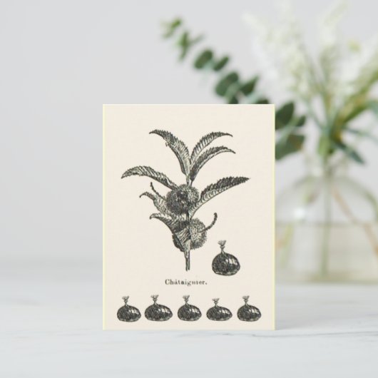 栗 ポストカード (スタンド正面)