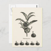 栗 ポストカード (正面/裏面)