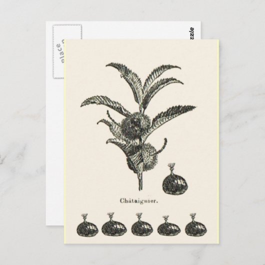 栗 ポストカード (正面/裏面)