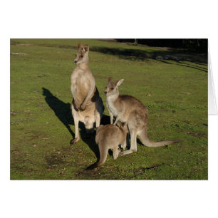 核「Roos