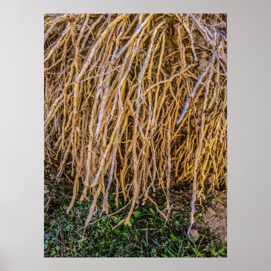 根こそぎ6プリント、ポスター紙（半光沢） ポスター (正面)