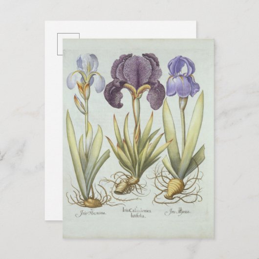 根茎のヒゲのない虹彩の3種類 ポストカード (正面/裏面)