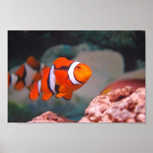 根萌 ポスター (正面)