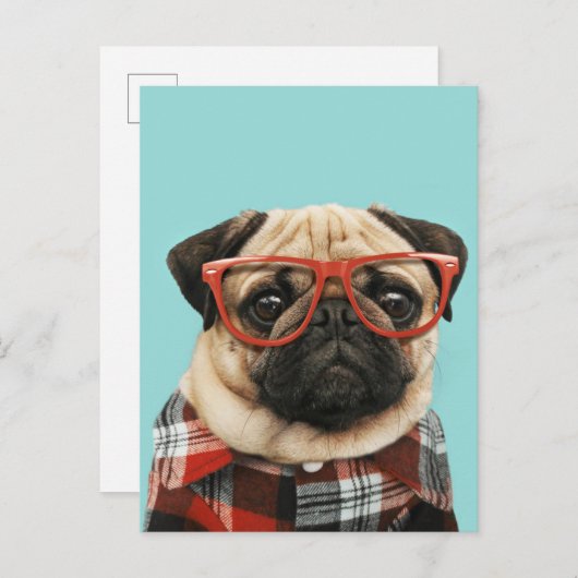 格子柄のシャツのパグ ポストカード (正面/裏面)