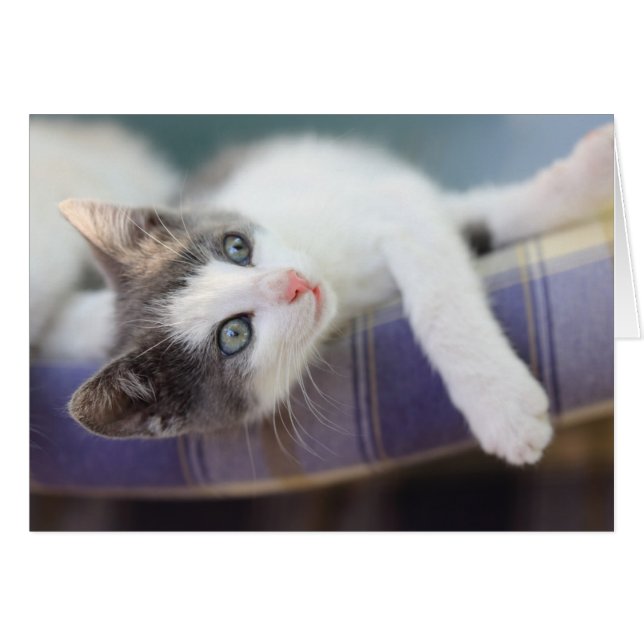 格子縞のベッドの甘い子猫 (正面横)