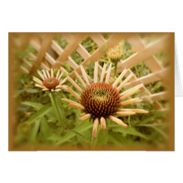 格子Coneflowers