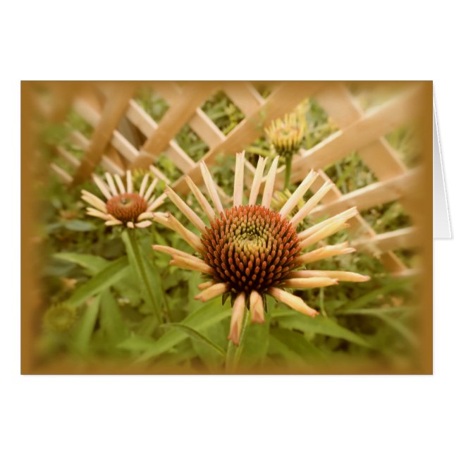 格子Coneflowers (正面横)