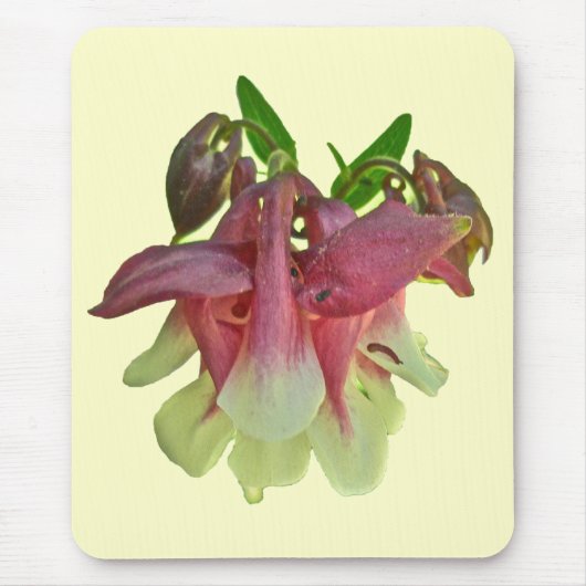栽培オダマキ(植物)マウスパッド マウスパッド (正面)