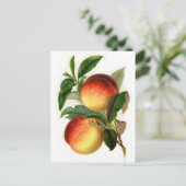 桃かわいらし属 ポストカード (スタンド正面)