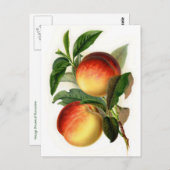 桃かわいらし属 ポストカード (正面/裏面)