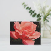 桃のバラと露 ポストカード (スタンド正面)