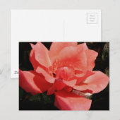 桃のバラと露 ポストカード (正面/裏面)