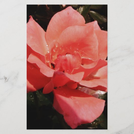 桃のバラと露 便箋 (正面)