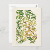 桃の枝 (Prunus Persica) 絵画 ポストカード (正面/裏面)
