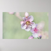 桃の花スプリングタイムグラデンライブ ポスター (正面)