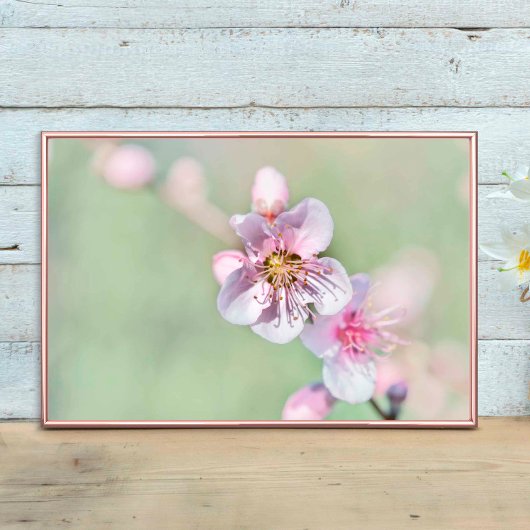 桃の花スプリングタイムグラデンライブ ポスター