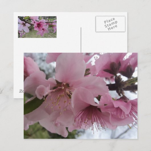 桃の花 ポストカード (正面/裏面)