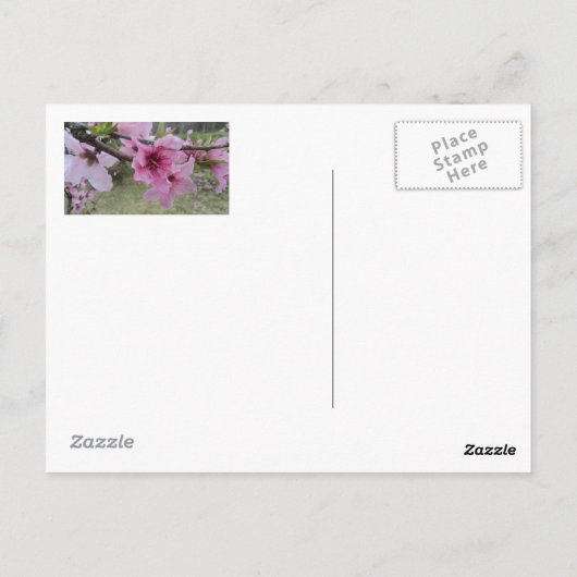 桃の花 ポストカード (裏面)