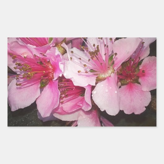 桃の花 長方形シール (正面)