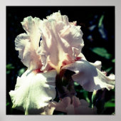 桃ひげひげアイリスフラワー2アップクローズ ポスター (正面)