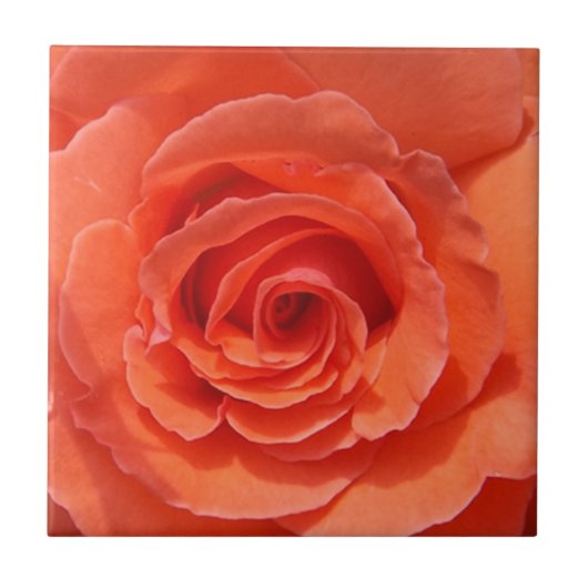 桃バラセラミック写真タイル タイル (正面)