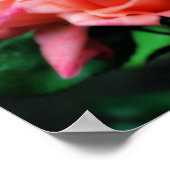 桃バラトリオフラワーポスター ポスター (角)