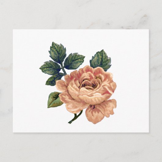 桃バラ-ヴィンテージ変身。 ポストカード (正面)
