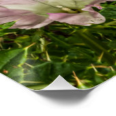 桃色の朝顔の花と絡んだ緑 ポスター (コーナー)