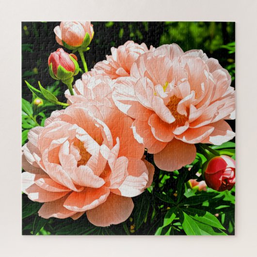 桃色の芍薬の花 ジグソーパズル (縦)