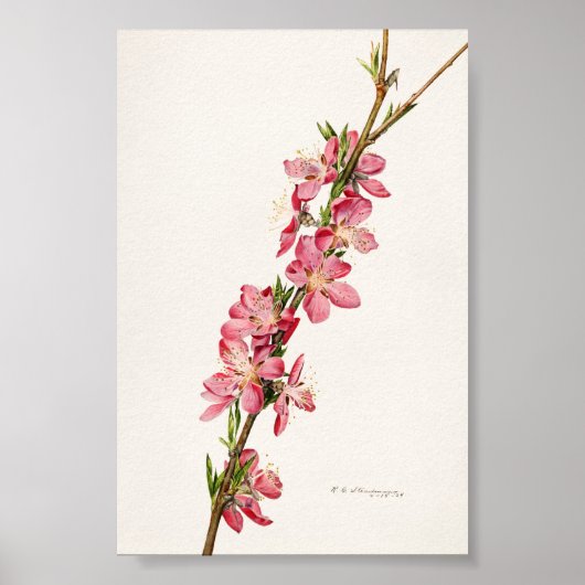 桃色の花の水色絵画の ポスター (正面)