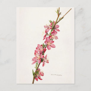 桃色の花の水色絵画の ポストカード