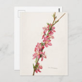 桃色の花の水色絵画の ポストカード (正面/裏面)