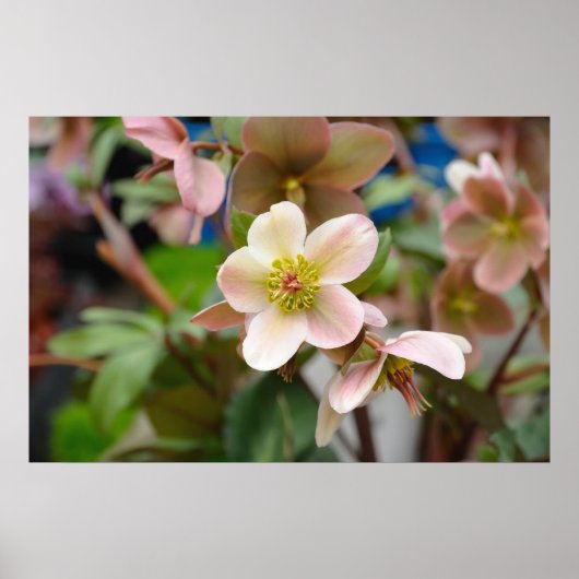 桃色の花 ポスター (正面)